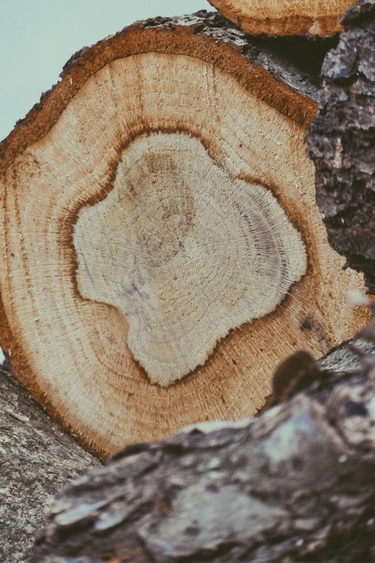 Tree stump with asymmetrical tree rings